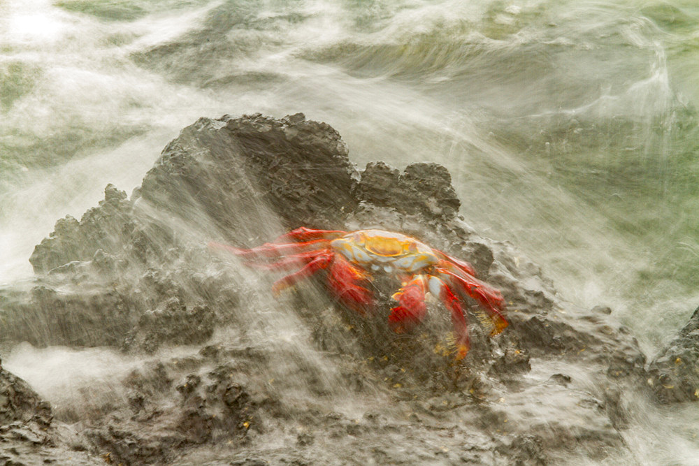 Sally lightfoot crab (Grapsus grapsus) in the littoral of the Galapagos Island Archipelago, Ecuador. MORE INFO This bright red crab is one of the most abundant invertebrates to be seen in the intertidal area of the Galapagos.