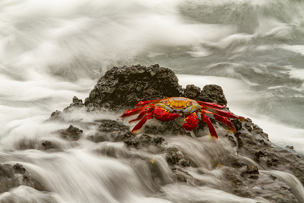 Sally lightfoot crab (Grapsus grapsus) in the littoral of the Galapagos Island Archipelago, Ecuador. MORE INFO This bright red crab is one of the most abundant invertebrates to be seen in the intertidal area of the Galapagos.