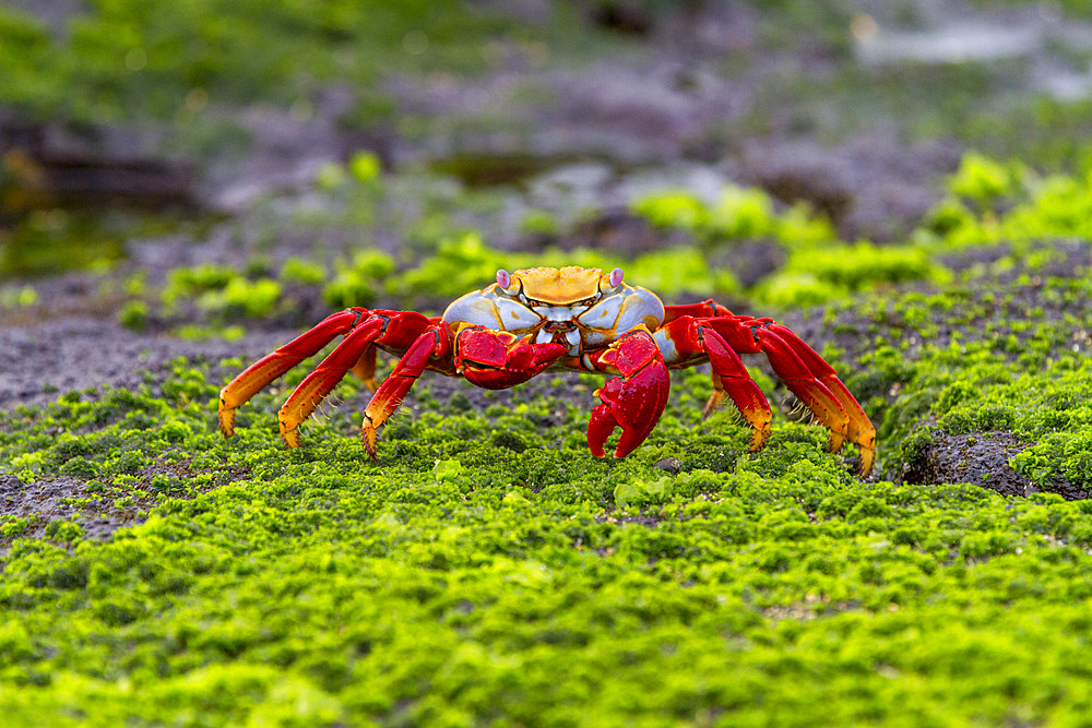 Sally lightfoot crab (Grapsus grapsus) in the littoral of the Galapagos Island Archipelago, Ecuador. MORE INFO This bright red crab is one of the most abundant invertebrates to be seen in the intertidal area of the Galapagos.