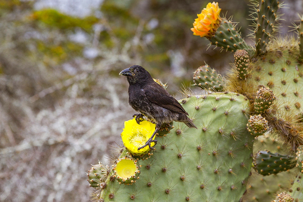 Adult cactus finch (Geospiza scandens) on Isla Santa Cruz in the Galapagos Island Archipelago, Ecuador. MORE INFO This finch is considered to be one of the 15 species of finch comprising 'Darwin's finches', and was collected by Darwin on the second voyage