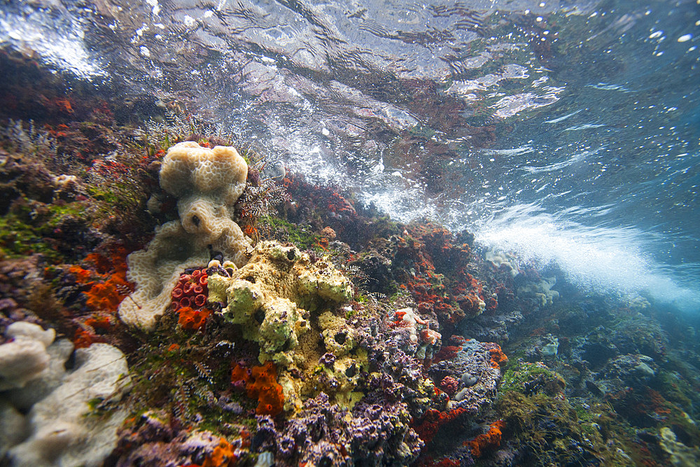 Underwater scenes from the Galapagos Island Archipelago, UNESCO World Heritage Site, Ecuador, South America