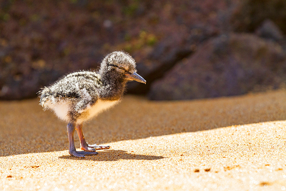 American oystercatcher (Haematopus palliatus galapagensis) chick along the shoreline on Bartolome Island in the Galapagos Island Group, Ecuador. MORE INFO This oystercatcher sub-species is found throughout the Archipelago.