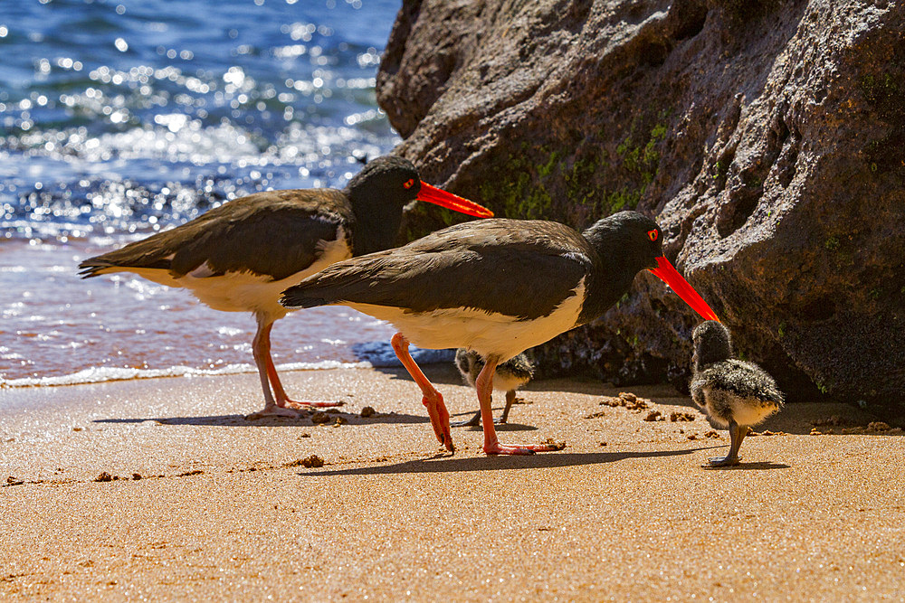 Adult American oystercatcher (Haematopus palliatus galapagensis) feeding chick along the shoreline on Bartolome Island in the Galapagos Island Group, Ecuador. MORE INFO This oystercatcher sub-species is found throughout the Archipelago.