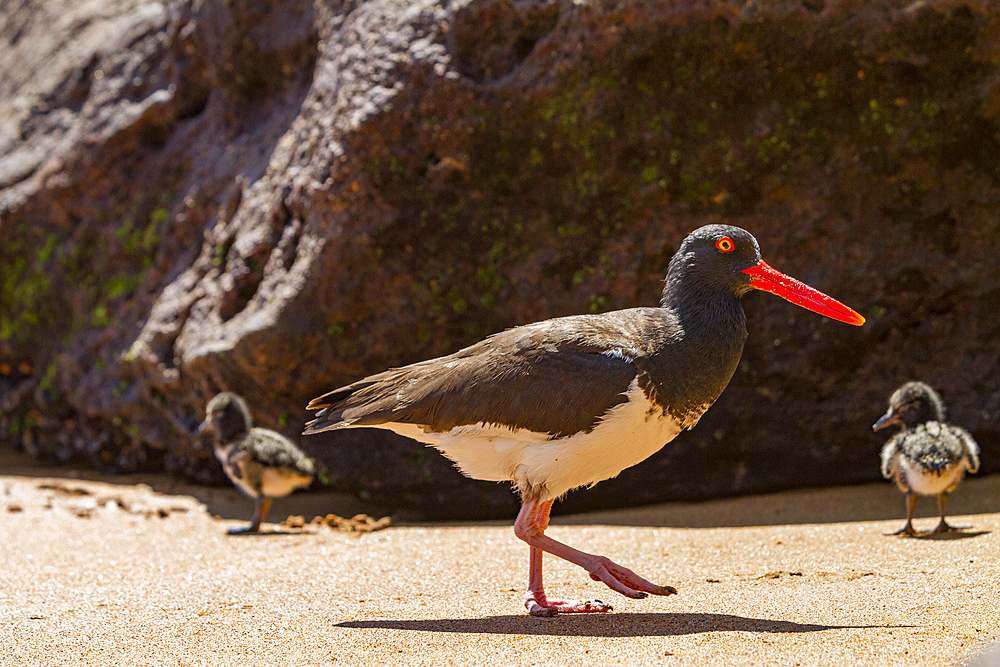 Adult American oystercatcher (Haematopus palliatus galapagensis) feeding chick along the shoreline on Bartolome Island in the Galapagos Island Group, Ecuador. MORE INFO This oystercatcher sub-species is found throughout the Archipelago.