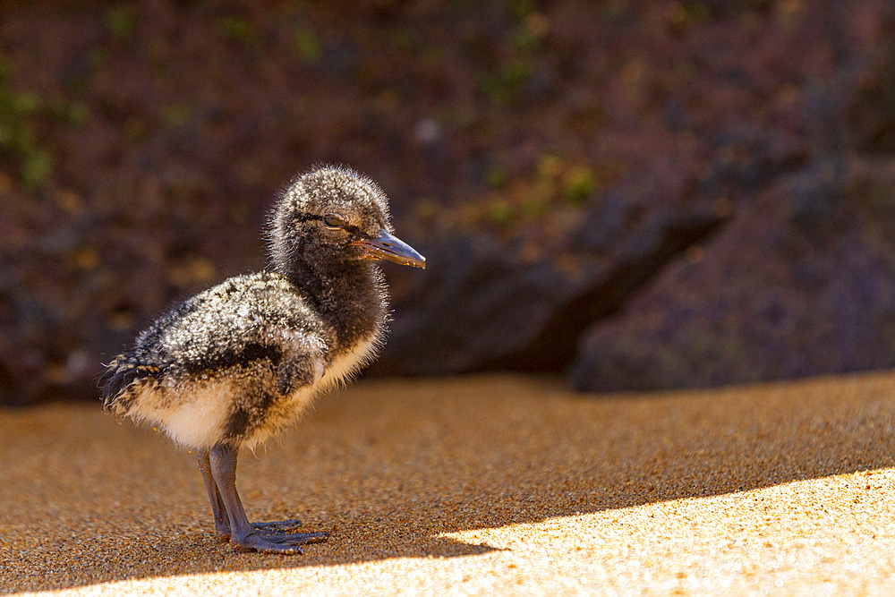 American oystercatcher (Haematopus palliatus galapagensis) chick along the shoreline on Bartolome Island in the Galapagos Island Group, Ecuador. MORE INFO This oystercatcher sub-species is found throughout the Archipelago.