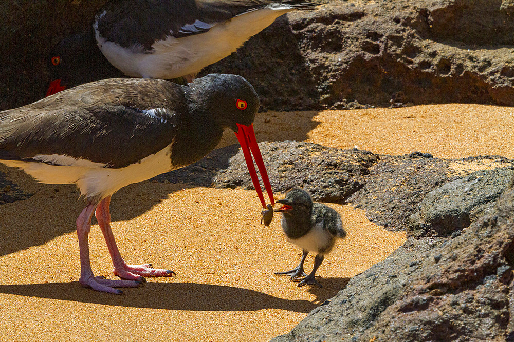 Adult American oystercatcher (Haematopus palliatus galapagensis) feeding chick along the shoreline on Bartolome Island in the Galapagos Island Group, Ecuador. MORE INFO This oystercatcher sub-species is found throughout the Archipelago.