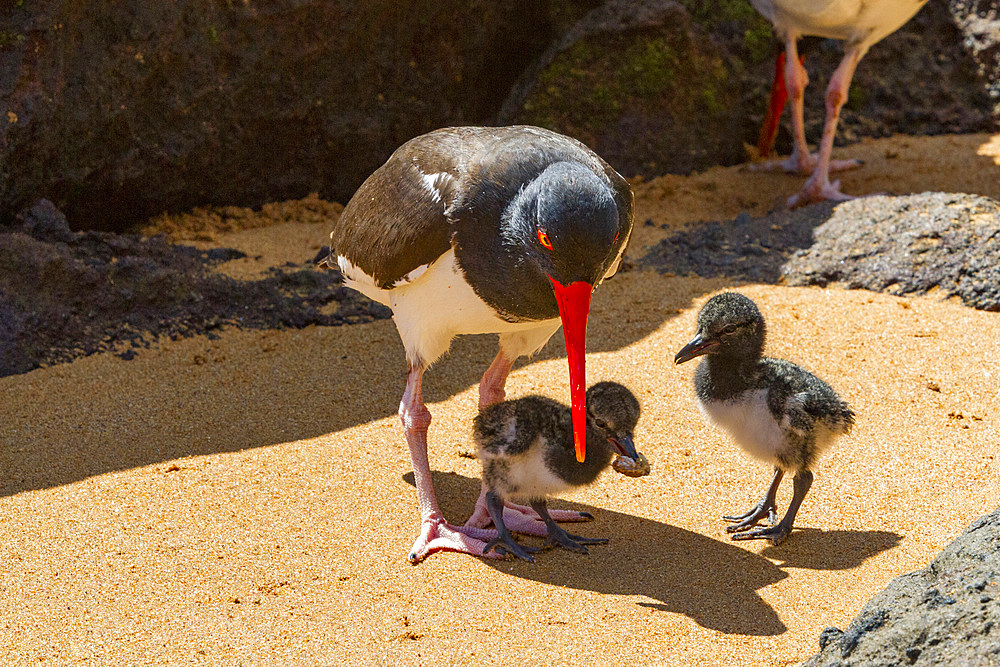 Adult American oystercatcher (Haematopus palliatus galapagensis) feeding chick along the shoreline on Bartolome Island in the Galapagos Island Group, UNESCO World Heritage Site, Ecuador, South America