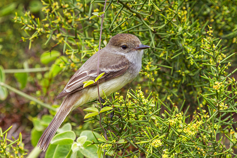 Adult Galapagos flycatcher (Myiarchus magnirostris) in the Galapagos Island Archipelago, Ecuador. MORE INFO This bird is also known as the large-billed flycatcher.