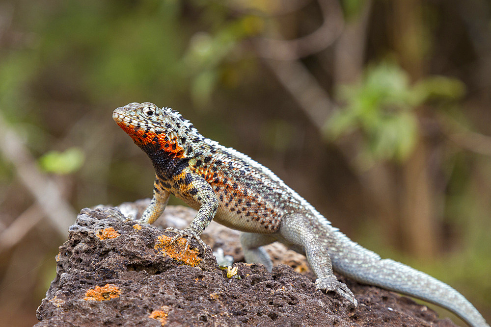 Lava lizard (Microlophus spp) in the Galapagos Island Archipelago, UNESCO World Heritage Site, Ecuador, South America