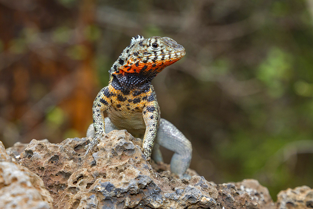 Lava lizard (Microlophus spp) in the Galapagos Island Archipelago, Ecuador. MORE INFO There are 7 different species of Microlophus within the Galapagos Island Archipelago, all have most likely evolved from a single ancestral species.