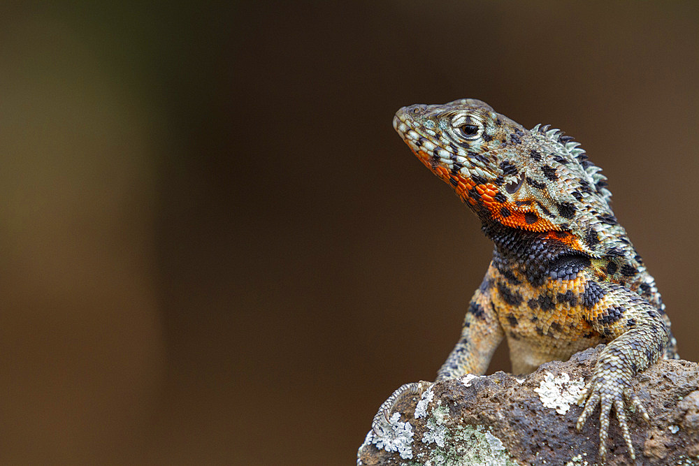 Lava lizard (Microlophus spp) in the Galapagos Island Archipelago, Ecuador. MORE INFO There are 7 different species of Microlophus within the Galapagos Island Archipelago, all have most likely evolved from a single ancestral species.