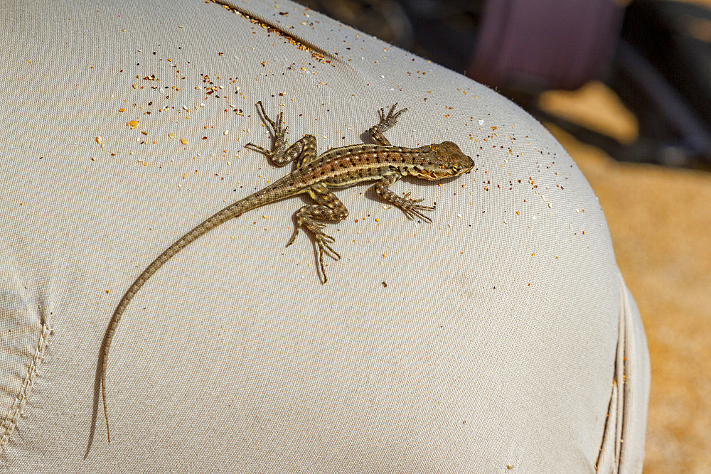 Lava lizard (Microlophus spp) in the Galapagos Island Archipelago, UNESCO World Heritage Site, Ecuador, South America