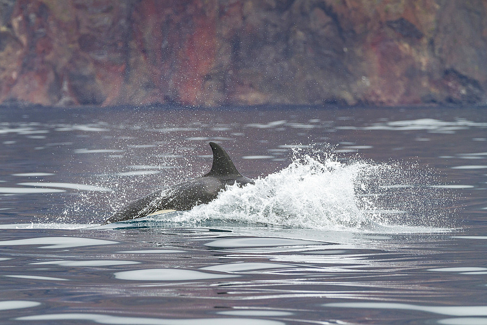 A small pod of killer whales (Orcinus orca) off the west coast of Isabela Island in the Galapagos Island Archipelago, Ecuador. MORE INFO Killer whales are found in all oceans and most seas, including (unusually for cetaceans) the Mediterranean and Arabian