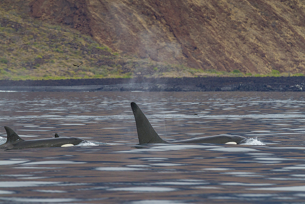 A small pod of killer whales (Orcinus orca) off the west coast of Isabela Island in the Galapagos Island Archipelago, Ecuador. MORE INFO Killer whales are found in all oceans and most seas, including (unusually for cetaceans) the Mediterranean and Arabian