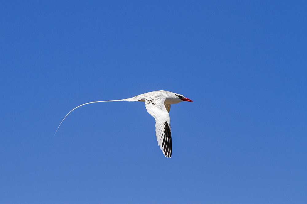 Adult red-billed tropicbird (Phaethon aethereus) in flight in the Galapagos Island Archipelago, Ecuador.