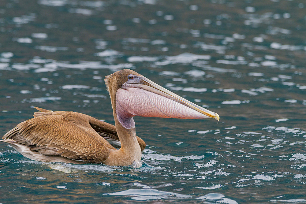 Juvenile Galapagos brown pelican (Pelecanus occidentalis urinator) feeding in the Galapagos Island Archipelago, Ecuador. MORE INFO The brown pelican is the smallest of the 8 species of pelican worldwide. In the Galapagos the endemic sub-species is Pelecan