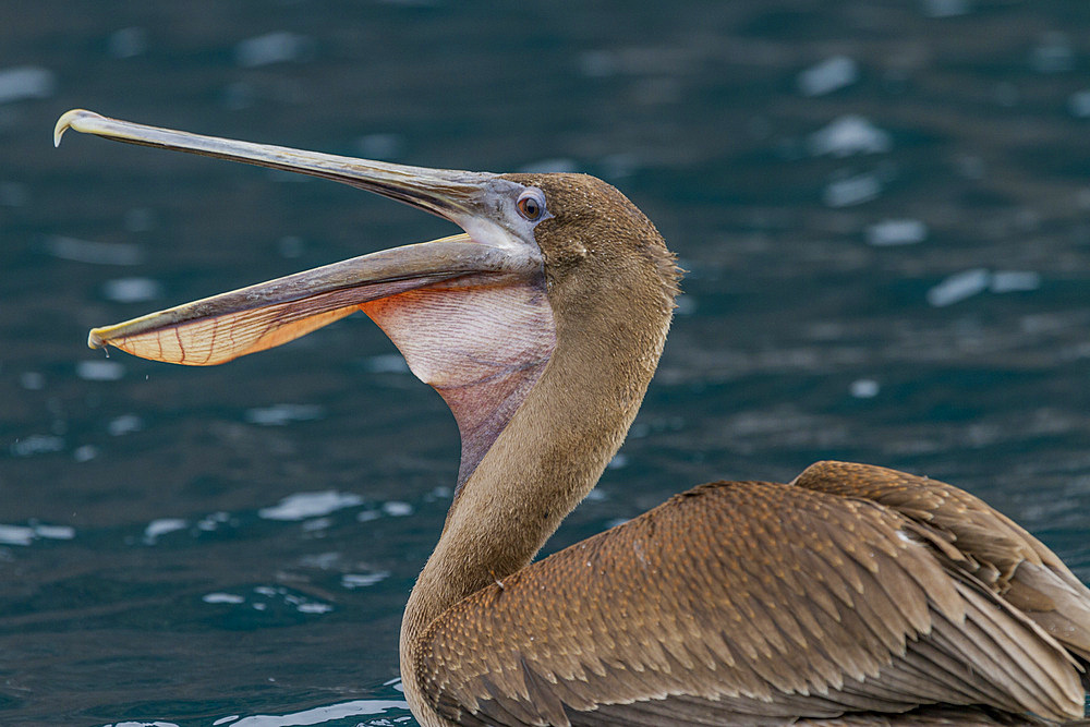 Juvenile Galapagos brown pelican (Pelecanus occidentalis urinator) feeding in the Galapagos Island Archipelago, Ecuador. MORE INFO The brown pelican is the smallest of the 8 species of pelican worldwide. In the Galapagos the endemic sub-species is Pelecan