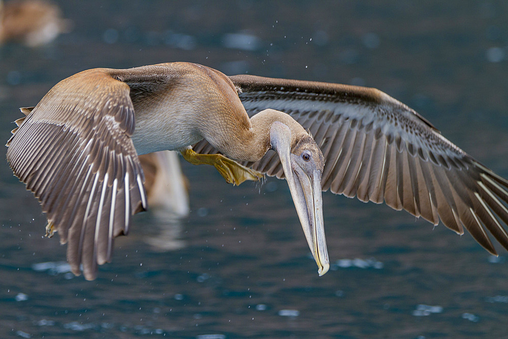 Juvenile Galapagos brown pelican (Pelecanus occidentalis urinator), smallest species of pelican worldwide, feeding in the Galapagos Island Archipelago, UNESCO World Heritage Site, Ecuador, South America