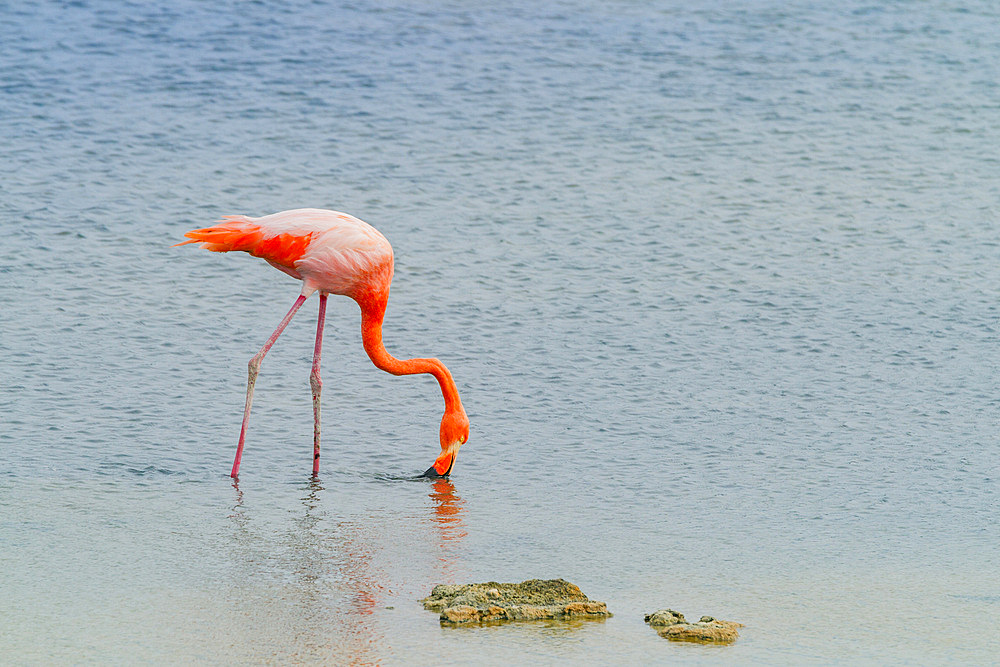 Greater flamingo (Phoenicopterus ruber) foraging for small pink shrimp (Artemia salina) in saltwater lagoon near Cerro Dragon on Espanola Island in the Galapagos Island Archipelago, Ecuador. MORE INFO Young flamingos hatch with grey plumage, but adults tu