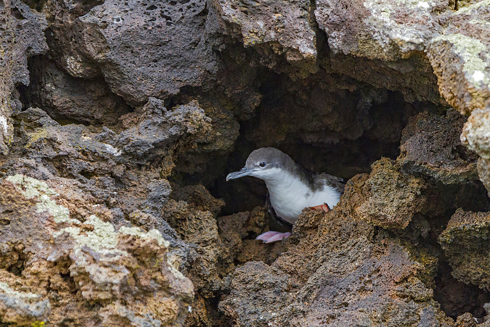 Galapagos shearwater (Puffinus subalaris) nesting in lava nook in the Galapagos Island Archipelago, UNESCO World Heritage Site, Ecuador, South America