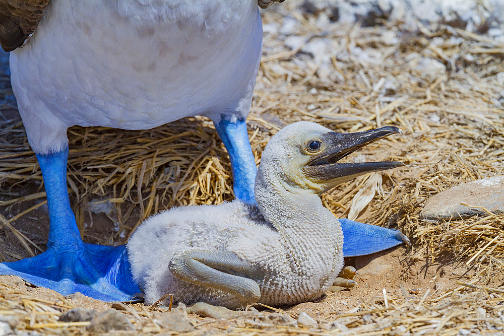 Blue-footed booby (Sula nebouxii) newly hatched chick in the Galapagos Island Archipelago, UNESCO World Heritage Site, Ecuador, South America