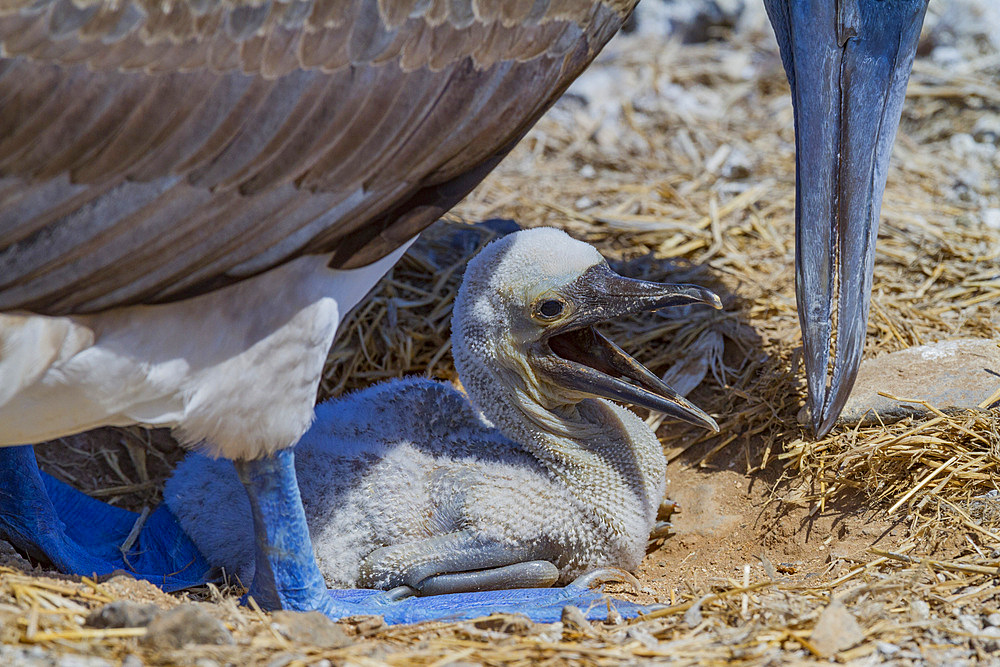 Blue-footed booby (Sula nebouxii) newly hatched chick in the Galapagos Island Archipelago, Ecuador. MORE INFO The name 'booby' came fro the Spanish for 'bobo' meaning stupid, in reference to the lack of fear exhibited in these birds here in the Galapagos.