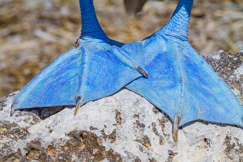 Blue-footed booby (Sula nebouxii) showing blue feet in the Galapagos Island Archipelago, Ecuador. MORE INFO The name 'booby' came fro the Spanish for 'bobo' meaning stupid, in reference to the lack of fear exhibited in these birds here in the Galapagos. T