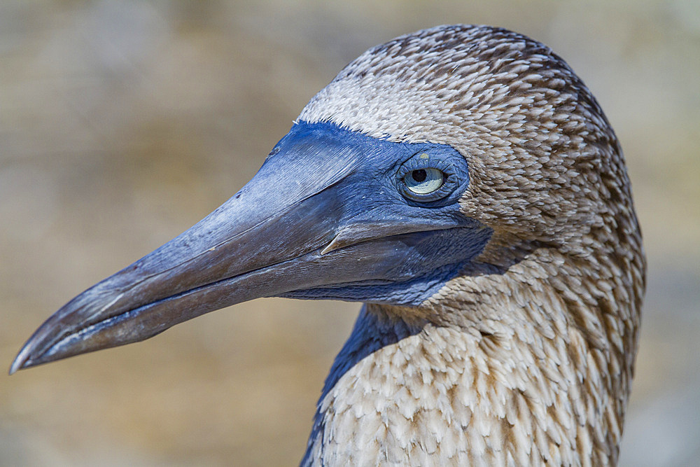 Adult blue-footed booby (Sula nebouxii) in the Galapagos Island Archipelago, UNESCO World Heritage Site, Ecuador, South America