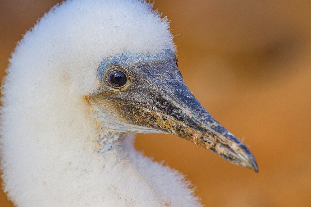 Blue-footed booby (Sula nebouxii) newly hatched chick in the Galapagos Island Archipelago, Ecuador. MORE INFO The name 'booby' came fro the Spanish for 'bobo' meaning stupid, in reference to the lack of fear exhibited in these birds here in the Galapagos.