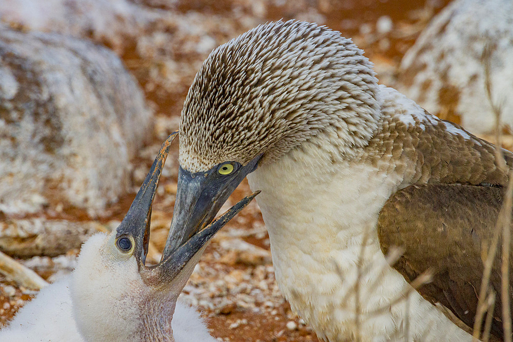 Adult blue-footed booby (Sula nebouxii) feeding chick in the Galapagos Island Archipelago, Ecuador. MORE INFO The name 'booby' came fro the Spanish for 'bobo' meaning stupid, in reference to the lack of fear exhibited in these birds here in the Galapagos.