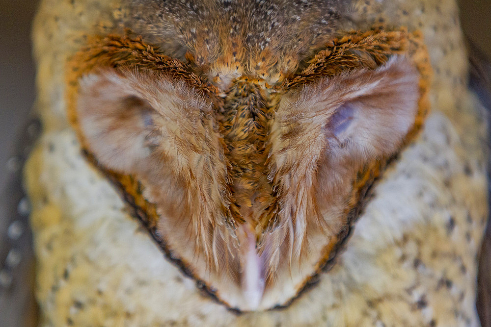 Adult Galapagos barn owl (Tyto alba punctatissima) sleeping during the day on Santa Cruz Island, Galapagos, UNESCO World Heritage Site, Ecuador, South America