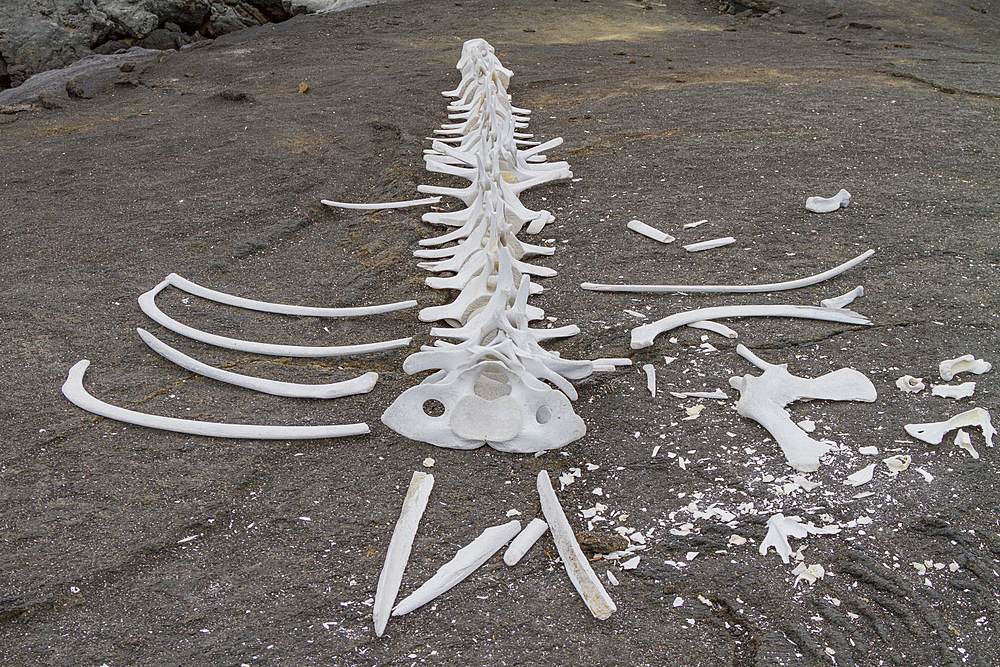 Baleen whale skeleton on lava flow in the Galapagos Island Archipelago, Ecuador. MORE INFO This whale skeleton most likely belonged to a young Bryde's whale. The cause of death was not determined.