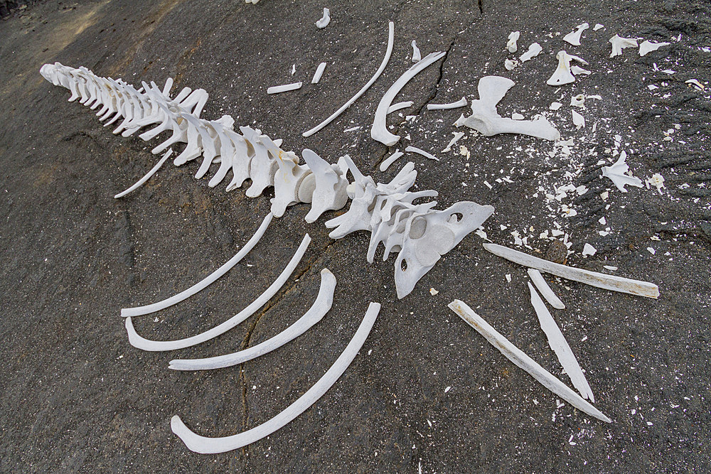 Baleen whale skeleton on lava flow in the Galapagos Island Archipelago, Ecuador. MORE INFO This whale skeleton most likely belonged to a young Bryde's whale. The cause of death was not determined.