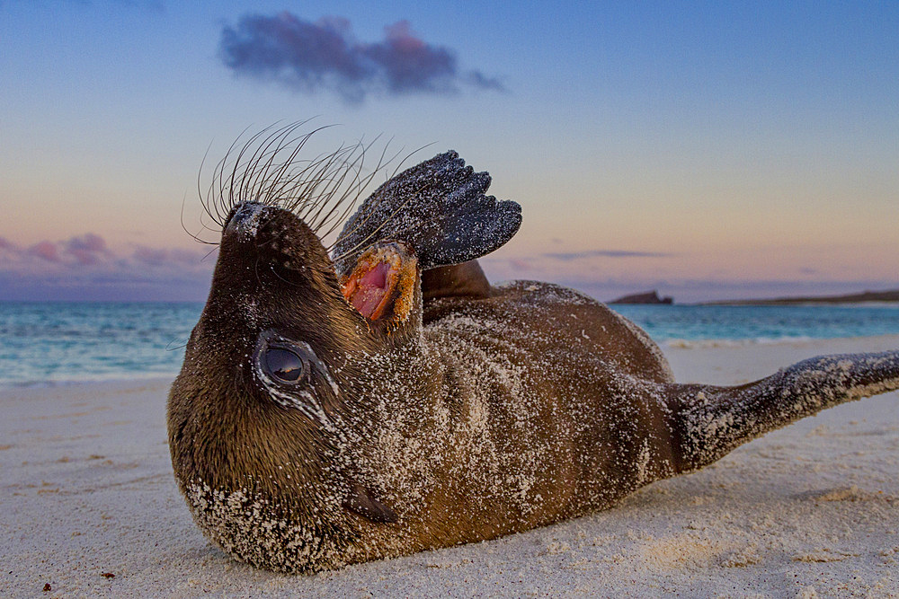 Galapagos sea lion (Zalophus wollebaeki) pup in the Galapagos Island Archipelago, Ecuador. MORE INFO The population of this sea lion fluctuates between 20,000 and 50,000 individuals within the Galapagos, depending on food resources and events such as El N