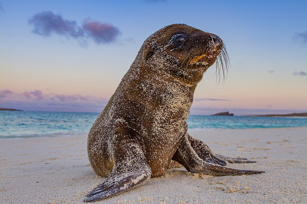 Galapagos sea lion (Zalophus wollebaeki) pup in the Galapagos Island Archipelago, Ecuador. MORE INFO The population of this sea lion fluctuates between 20,000 and 50,000 individuals within the Galapagos, depending on food resources and events such as El N