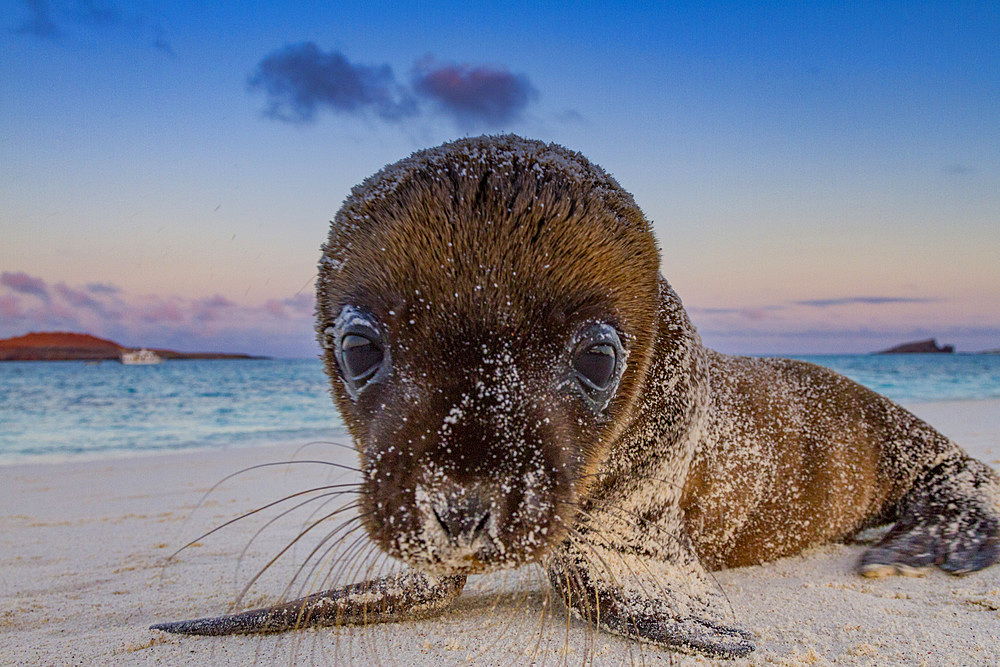 Galapagos sea lion (Zalophus wollebaeki) pup in the Galapagos Island Archipelago, Ecuador. MORE INFO The population of this sea lion fluctuates between 20,000 and 50,000 individuals within the Galapagos, depending on food resources and events such as El N