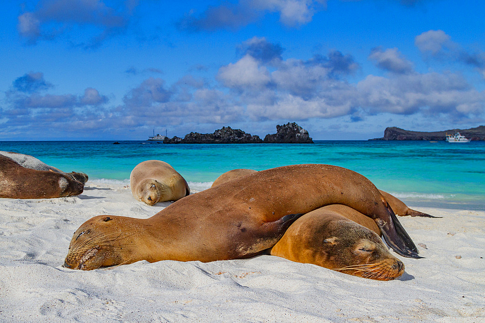 Galapagos sea lions (Zalophus wollebaeki) hauled out on the beach in the Galapagos Island Archipelago, UNESCO World Heritage Site, Ecuador, South America