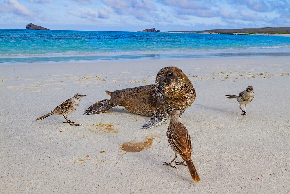 Galapagos sea lion (Zalophus wollebaeki) pup in the Galapagos Island Archipelago, UNESCO World Heritage Site, Ecuador, South America