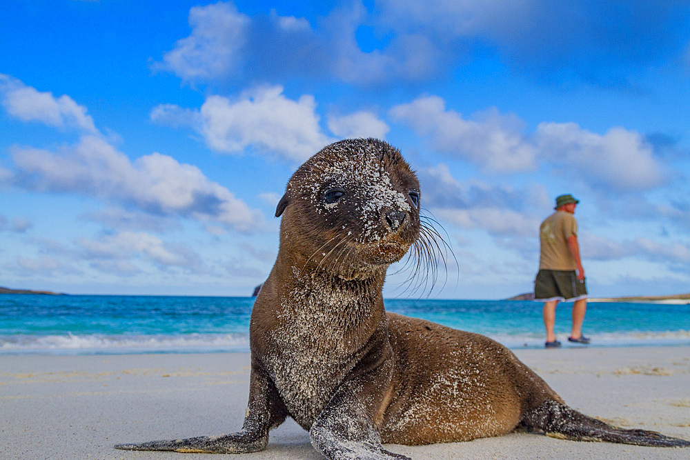 Galapagos sea lion (Zalophus wollebaeki) pup in the Galapagos Island Archipelago, Ecuador. MORE INFO The population of this sea lion fluctuates between 20,000 and 50,000 individuals within the Galapagos, depending on food resources and events such as El N