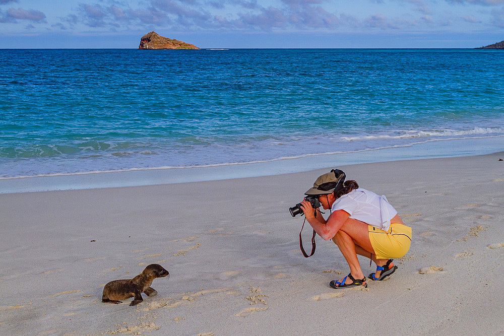 Galapagos sea lion (Zalophus wollebaeki) pup in the Galapagos Island Archipelago, Ecuador. MORE INFO The population of this sea lion fluctuates between 20,000 and 50,000 individuals within the Galapagos, depending on food resources and events such as El N