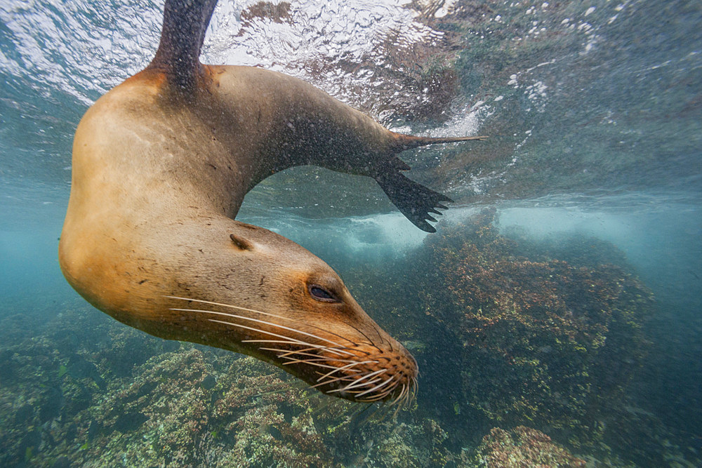 Galapagos sea lion (Zalophus wollebaeki) underwater in the Galapagos Island Archipelago, Ecuador. MORE INFO The population of this sea lion fluctuates between 20,000 and 50,000 individuals within the Galapagos, depending on food resources and events such