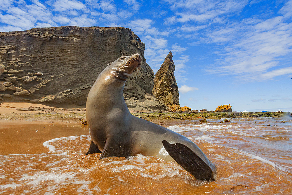 Galapagos sea lions (Zalophus wollebaeki) hauled out on the beach in the Galapagos Island Archipelago, Ecuador. MORE INFO The population of this sea lion fluctuates between 20,000 and 50,000 individuals within the Galapagos, depending on food resources an