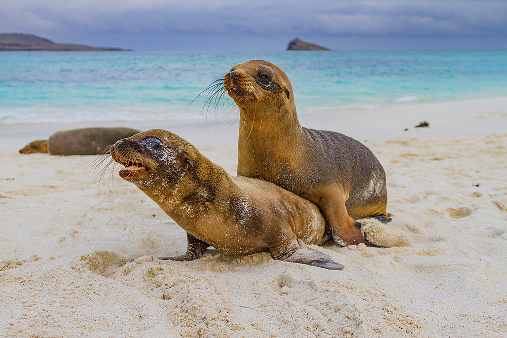 Galapagos sea lion (Zalophus wollebaeki) pup in the Galapagos Island Archipelago, Ecuador. MORE INFO The population of this sea lion fluctuates between 20,000 and 50,000 individuals within the Galapagos, depending on food resources and events such as El N