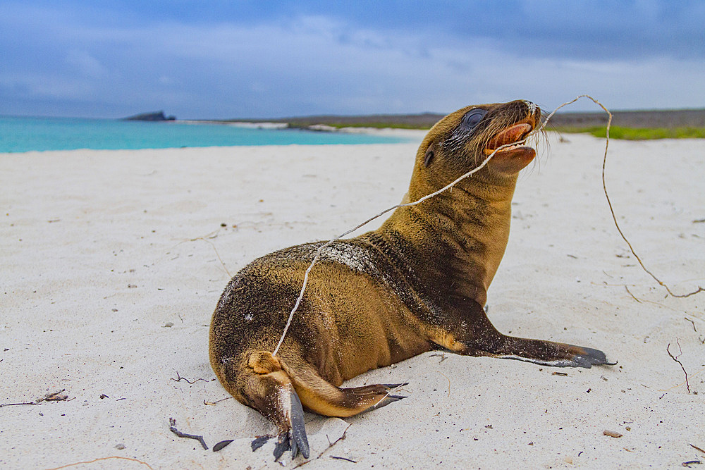 Galapagos sea lion (Zalophus wollebaeki) pup in the Galapagos Island Archipelago, Ecuador. MORE INFO The population of this sea lion fluctuates between 20,000 and 50,000 individuals within the Galapagos, depending on food resources and events such as El N