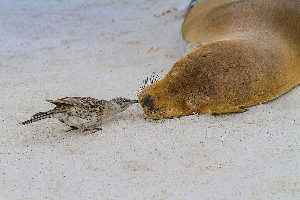 Galapagos sea lion (Zalophus wollebaeki) pup in the Galapagos Island Archipelago, Ecuador. MORE INFO The population of this sea lion fluctuates between 20,000 and 50,000 individuals within the Galapagos, depending on food resources and events such as El N