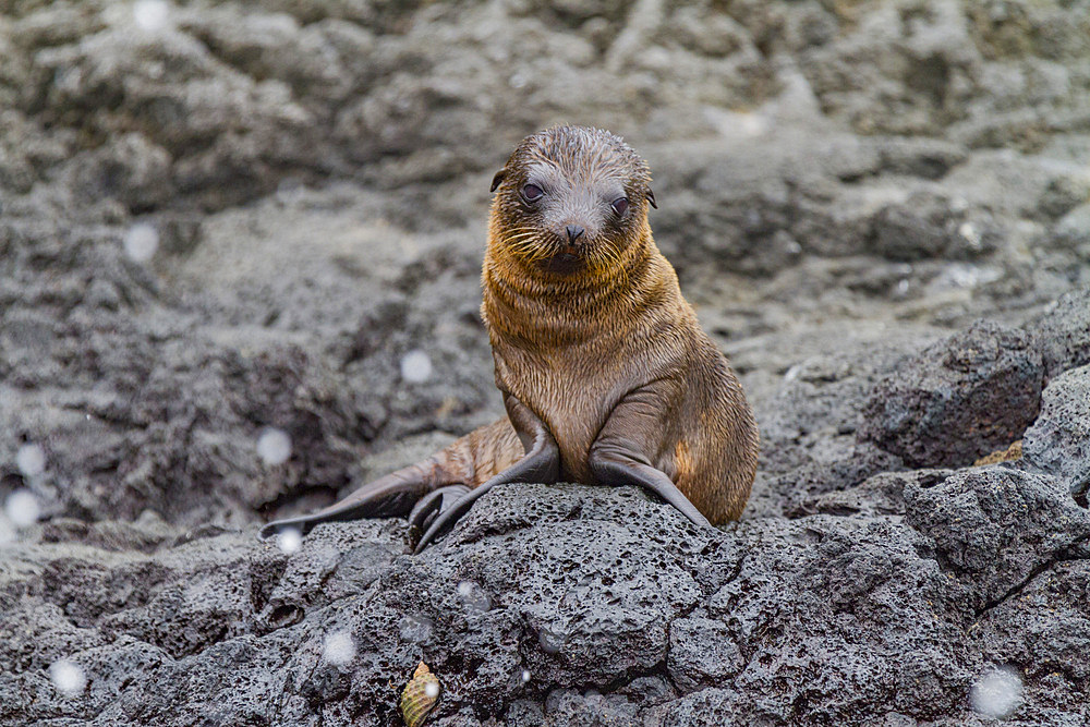 Galapagos sea lion (Zalophus wollebaeki) pup in the Galapagos Island Archipelago, Ecuador. MORE INFO The population of this sea lion fluctuates between 20,000 and 50,000 individuals within the Galapagos, depending on food resources and events such as El N