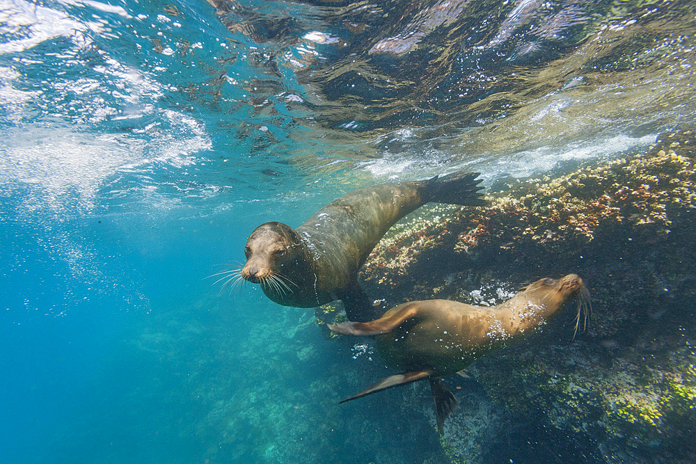 Galapagos sea lion (Zalophus wollebaeki) underwater in the Galapagos Island Archipelago, UNESCO World Heritage Site, Ecuador, South America