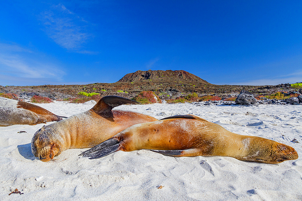 Galapagos sea lions (Zalophus wollebaeki) hauled out on the beach in the Galapagos Island Archipelago, Ecuador. MORE INFO The population of this sea lion fluctuates between 20,000 and 50,000 individuals within the Galapagos, depending on food resources an