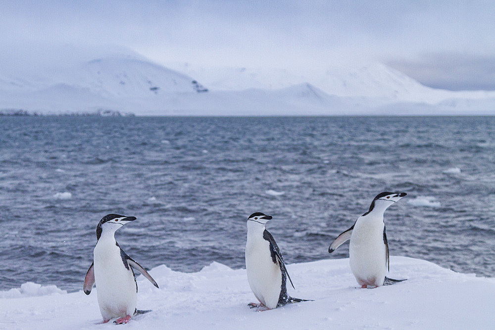 Chinstrap penguins (Pygoscelis antarctica) ashore at Useful Island, Antarctica, Polar Regions