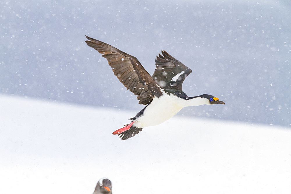 Antarctic shag (Phalacrocorax (atriceps) bransfieldensis) at nesting site amongst gentoo penguins at Jougla Point, Antarctica.